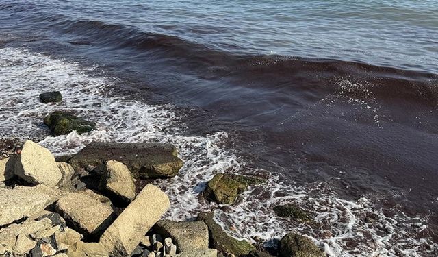 Tekirdağ'da lodos nedeniyle sahilde kırmızı yosun birikti