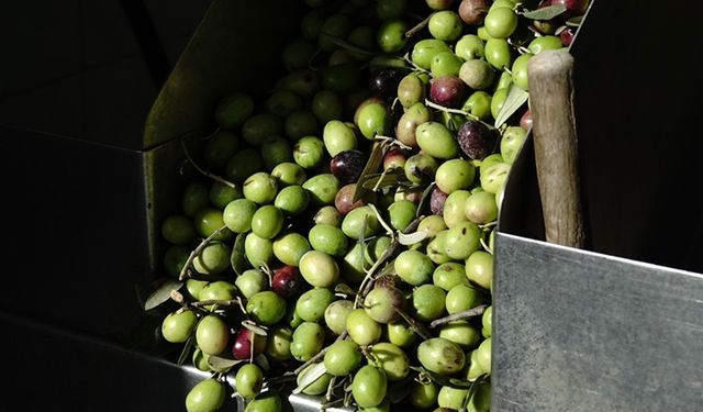 Yeni mahsul "kırma yeşil zeytin" damakları tatlandırmaya başladı