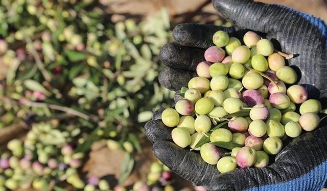 Marmarabirlik ürün alım fiyatlarını açıkladı