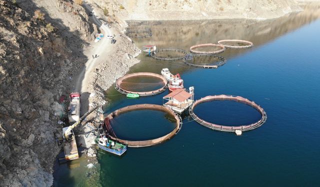 Deriner Barajı'nda ilk Türk somonu hasadı yapıldı