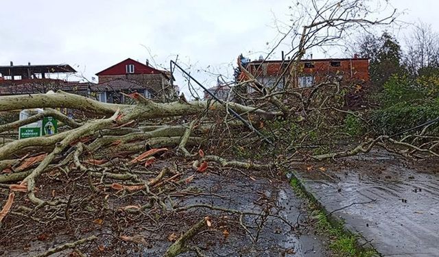 Samsun'da şiddetli rüzgarda 650 yıllık anıt ağaç devrildi