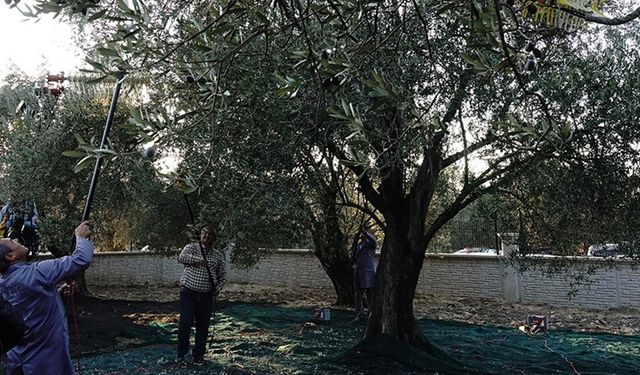 Balıkesir'de yaklaşık 11 asırlık ağaçtan zeytin hasadı