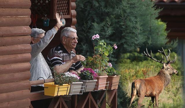 103 yaşındaki kadının odasına geyik girdi! Yaralandı