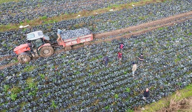 Bafra Ovası'nda kırmızı lahanada 130 bin ton rekolte bekleniyor