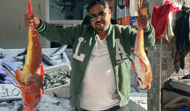 Sinop’ta 6 kilogramlık kırlangıç balığı yakalandı