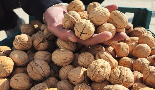 Geç hasat edilen tescilli "Kaman Cevizi"nde üreticiler kalite ve talepten memnun