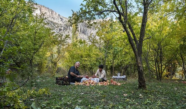 Iraklı çiftçiler, Duhok'ta lezzetiyle ünlü narın hasadına başladı