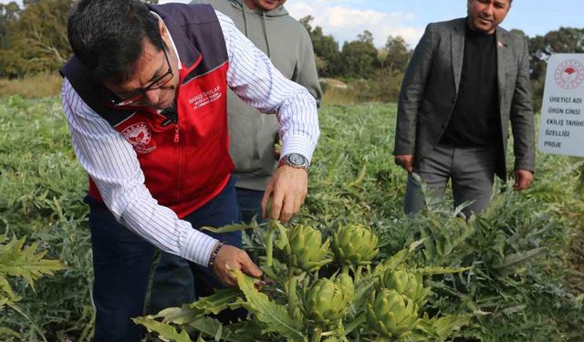 Muğla’da hedef 12 ay Enginar üretimi