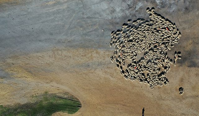 Hayvancılıkta verimlilik gelecek yıl desteklerle artırılacak