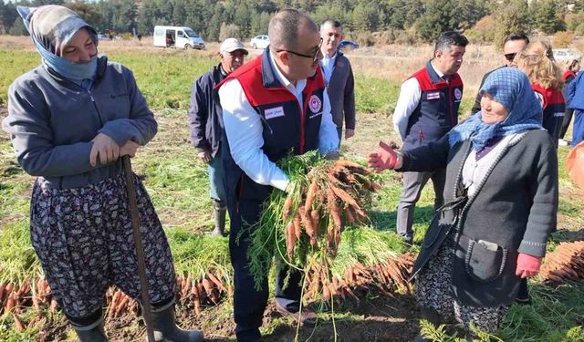 Denizli’de bu yıl 5 bin ton havuç hasat edilecek