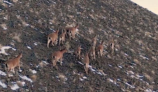 Erzincan'ın karlı dağlarında yaban keçisi sürüsü görüntülendi