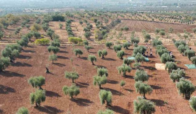 Kilis’te zeytin hasadı başladı