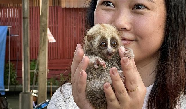 Nesli tükenme tehlikesinde olan "yavaş Loris" Bangkok'ta turistlerden para kazanmak için kullanılıyor