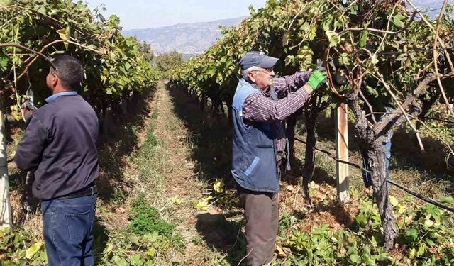 Manisa’nın bağlarında hasat devam ederken budama çalışmaları da başladı