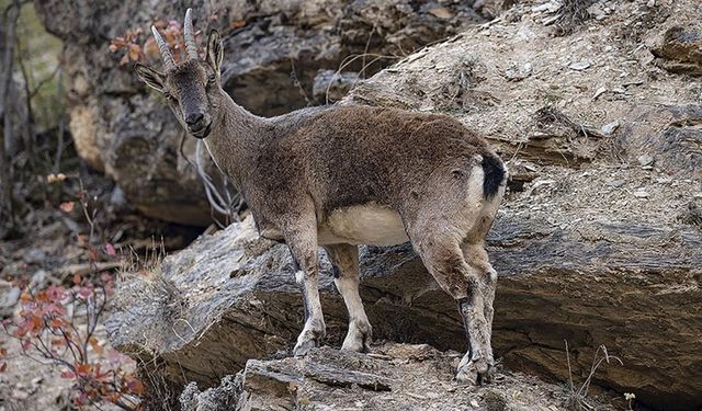 Munzur Vadisi Milli Parkı'nda yaban keçileri görüntülendi