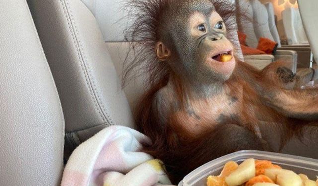 Bebek orangutanı annesi reddetti: O da ülkeyi terk etti!