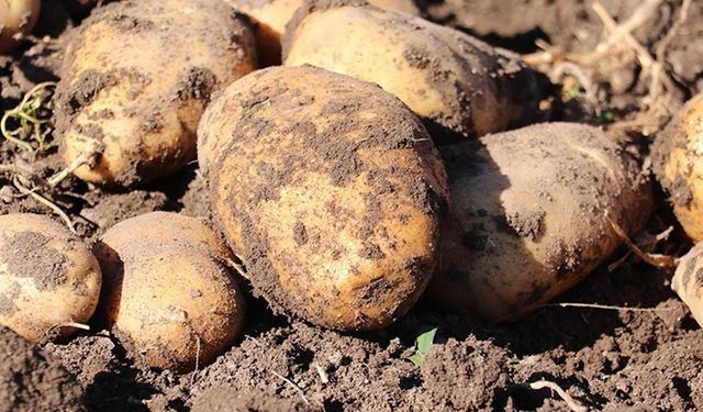 Erzurum'da patates üreticileri, emeklerinin karşılığı için lisanslı depo kurulmasını istiyor