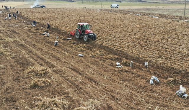 Köyüne dönen emekli memur yetiştirdiği mor patatesle Ağrı tarımına çeşitlilik getirdi