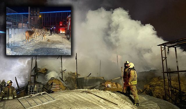 Esenyurt'ta kurbanlık hayvanlar alevlere teslim oldu