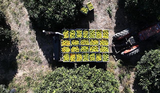 Kuraklık, coğrafi işaretli Finike portakalında verim kaybına neden oldu