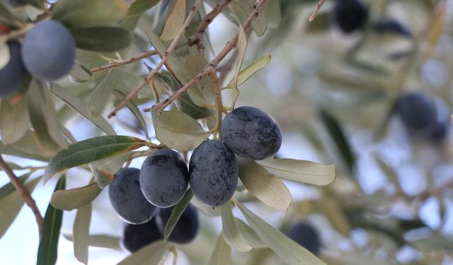 Tekirdağ'da zeytin hasadı sürüyor