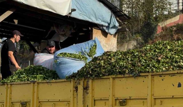 Kış geldi, çay sezonu bitmedi