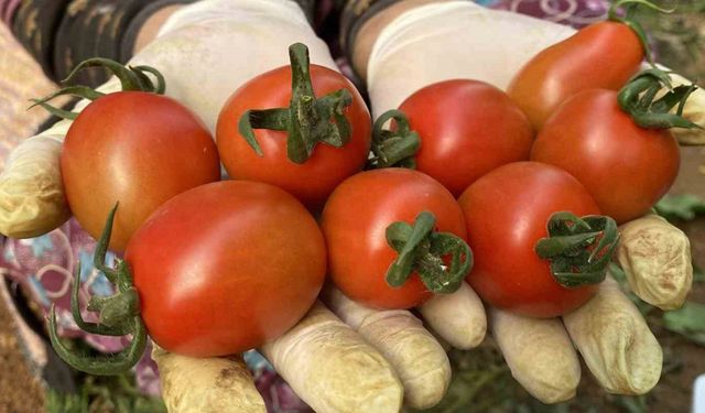 Halde işlem gören domates miktarı düştü, fiyat arttı