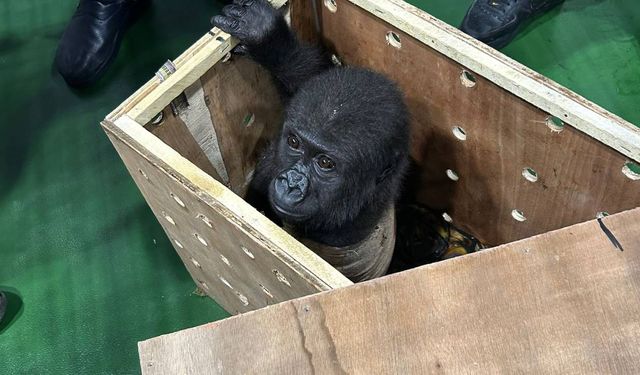 İstanbul Havalimanı'nda yolcunun valizinden 'gorilla gorilla' çıktı