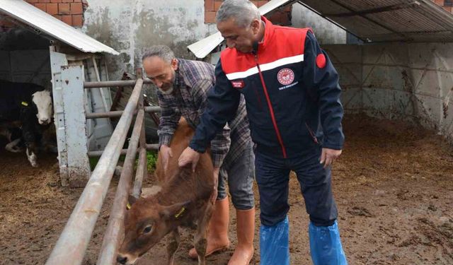 ’Jersey’ projesiyle süt üretimi ve hayvansal üretimden elde edilen gelir arttı