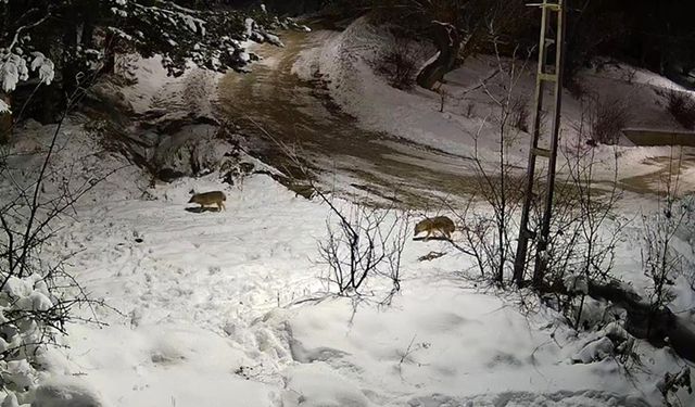 Çorum'da köyde yiyecek arayan kurtlar güvenlik kamerasınca kaydedildi