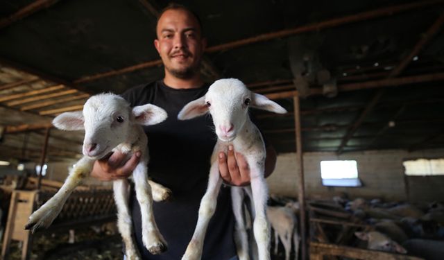 15 koyunla hayvancılığa başlayan genç sürü sahibi oldu