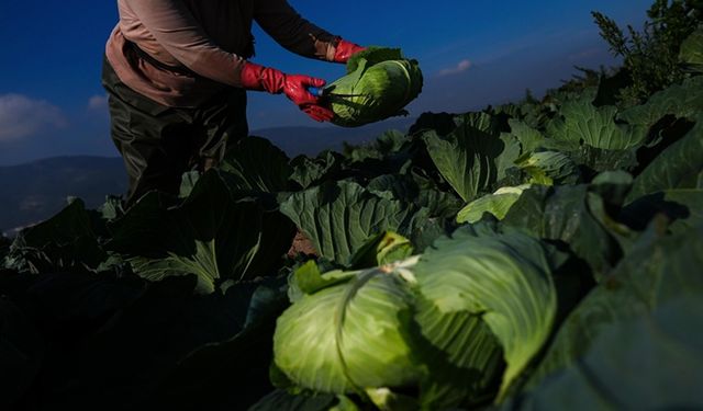 Kışlık sebze, hava şartları nedeniyle pazar tezgahına gecikmeli çıktı