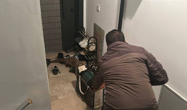 Nesli tükenme tehlikesi altındaki hayvan Sivas'ya bir apartmanda yakalandı