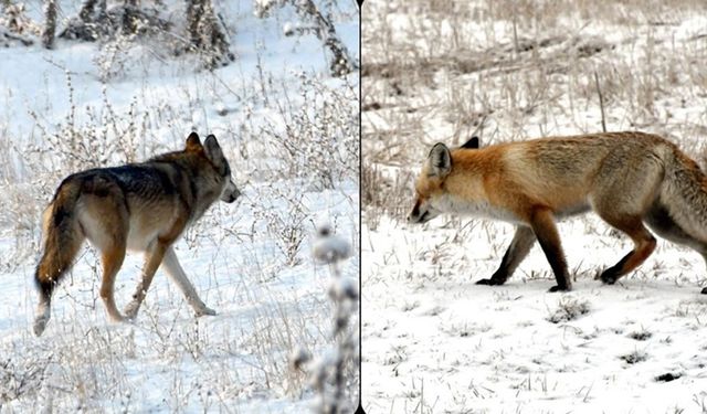 Kars'ta kurt ve tilkiler karlı arazide yiyecek ararken görüntülendi