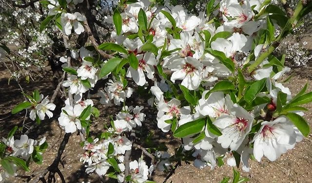 Mersin'de badem ağaçları çiçek açtı