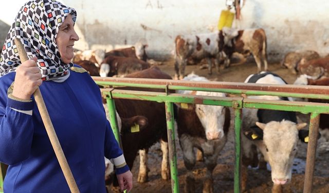 Bir inekle başladı, çiftliğindeki hayvan sayısını 780'e çıkarttı