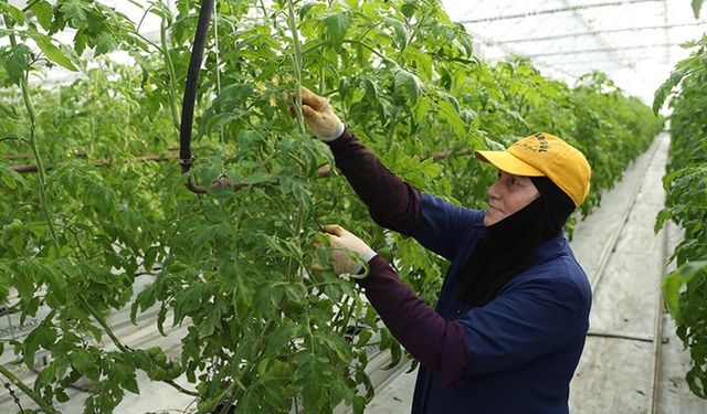 Erzincan'da jeotermal serada üretilen domatesler ihraç ediliyor