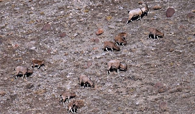 Van ve Hakkari dağlarında yaban keçisi popülasyonu artıyor