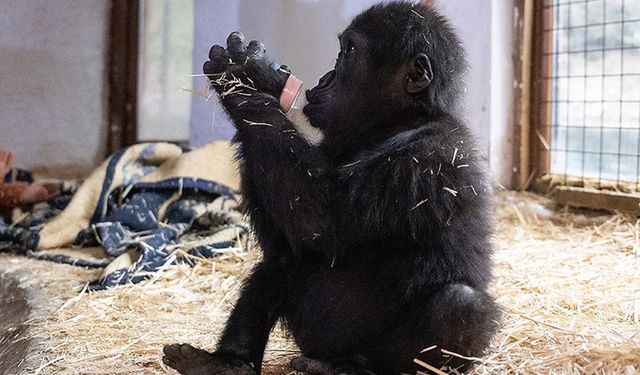 İstanbul Havalimanı'nda yakalanan goril yavrusuna "Zeytin" ismi verildi