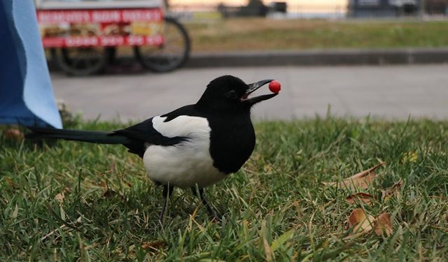 ''Rafa'' Tekirdağ'da ilgi odağı