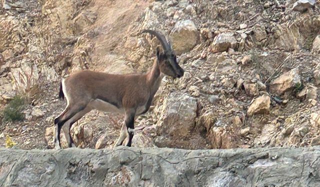 Yaban keçisini avlayan şahıstan şoke eden savunma: Domates yıkıyordum