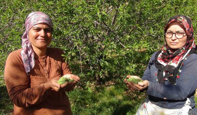 Mersin’de yüzde elli rekolte düşüşü yaşanan badem çağlası Dubai’ye ihraç ediliyor