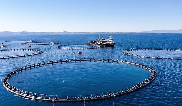 Karadeniz Bölgesi'nin su ürünleri ihracatı ilk çeyrekte 62 milyon doları aştı