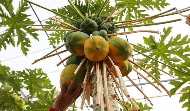 Papaya birçok vitaminin kaynağıdır