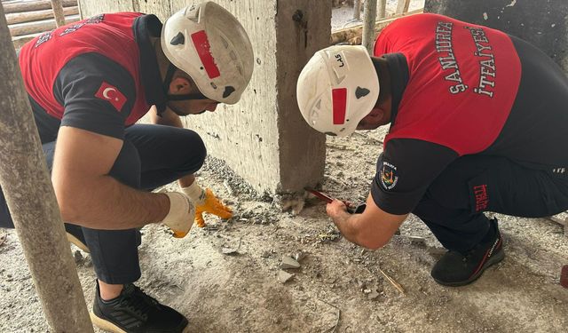 Yavru kedinin üzerine beton döktüler!