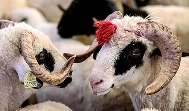 Kurban Bayramı’nda et tüketiminde dikkat! Uzmanlardan önemli tavsiyeler