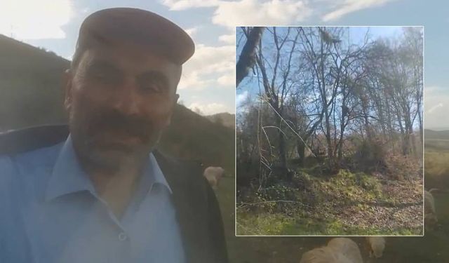 Kangallardan korkan ayı ağaca tırmandı