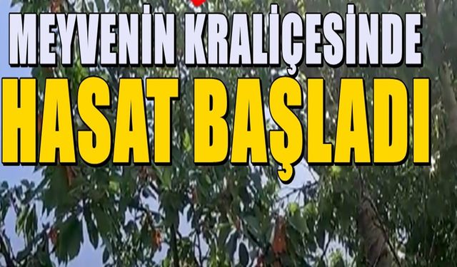 Meyvenin kraliçesinin 81 ilde hasadı sürüyor! e Isparta'dan yoğun talep var