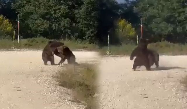 Yol ortasında güreşen ayılar uçurumdan yuvarlandı