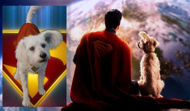 Superman’ın köpeği Krypto kahraman oldu: Sahiplenme aramaları %513 arttı!
